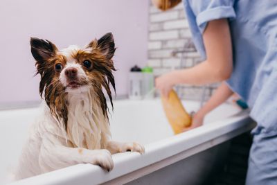 Pet Grooming and Pet Sitting Insurance in San Antonio, TX by Allison  & Thompson Insurance