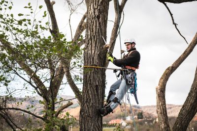 Tree Trimming Insurance in San Antonio, TX by Allison  & Thompson Insurance